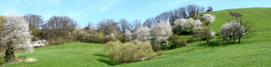 Frhling am Haidenberg