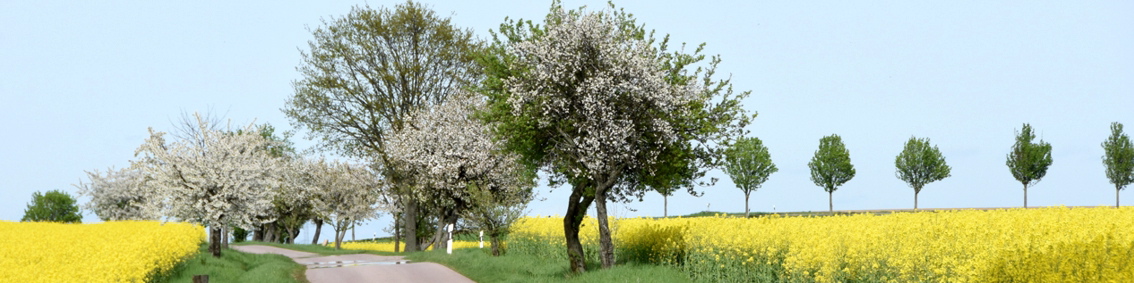 Auf dem Weg zur Sirupsinsel Koltzschen