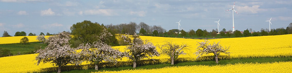 Bltenpracht und Windkraft in Bockwitz