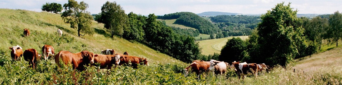 Weide bei Terpitzsch