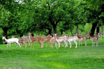 Hoher Wildbestand