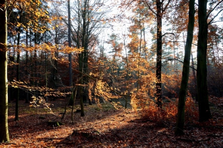 Herbststimmung im Colditzer Wald