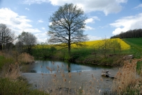 Teich am Rauschenbusch